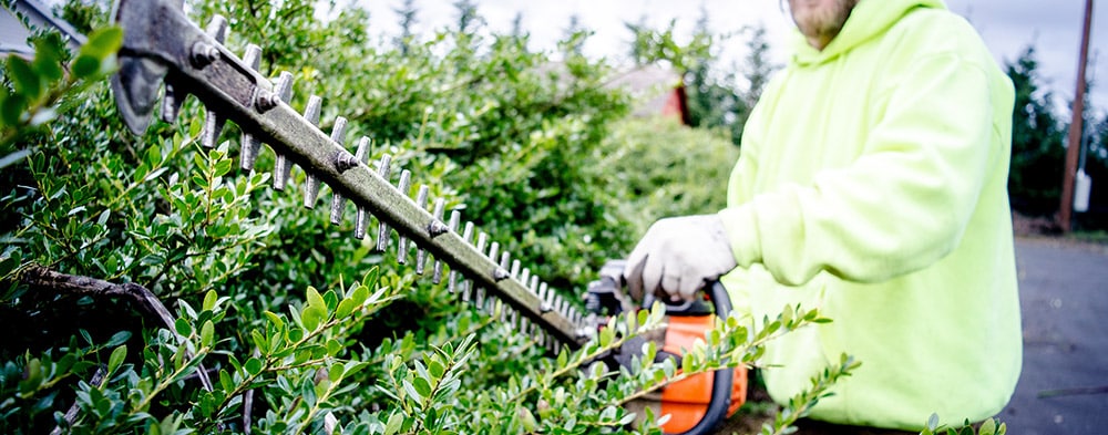 Shrub & Hedge Trimming | Bellingham | Whatcom Lawns